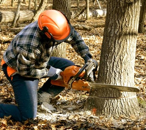 Tree Removal in Saxon, WI